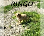 Small #1 Cavapoo