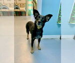 Small #1 Mutt