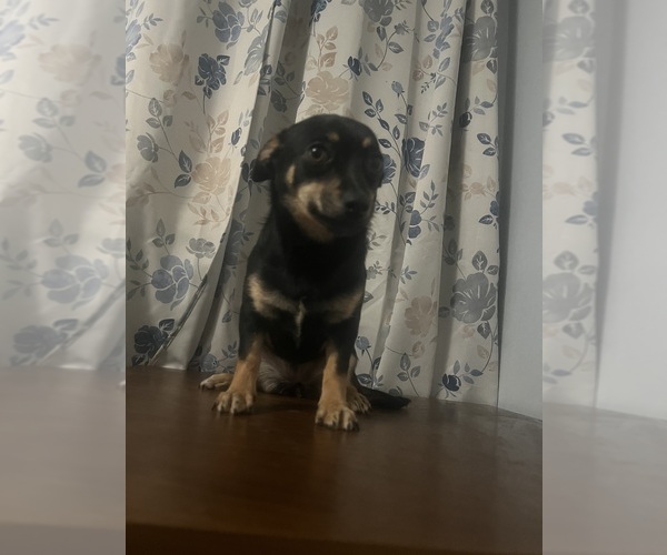 Medium Photo #8 Chihuahua Puppy For Sale in DURHAM, CT, USA