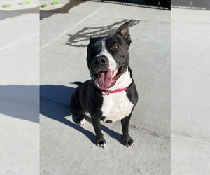 Staffordshire Bull Terrier-Unknown Mix Dogs for adoption in Elk Grove, CA, USA