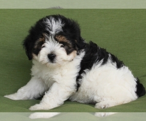 Aussiedoodle Miniature  Puppy for sale in FREDERICKSBURG, OH, USA