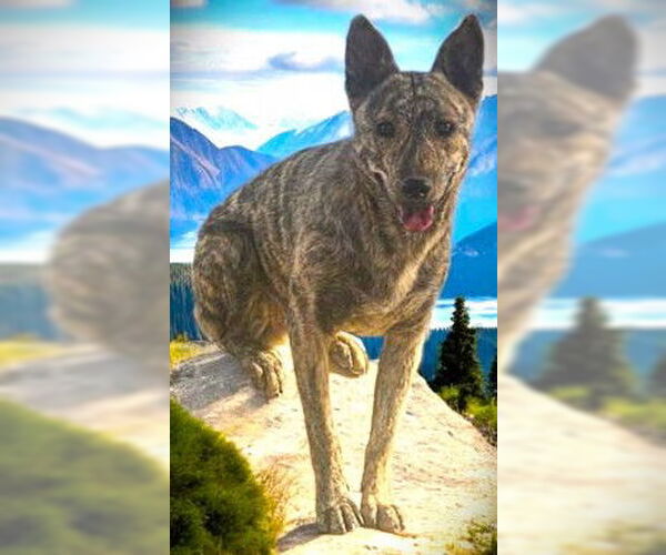 Medium Photo #2 Dutch Shepherd -Retriever  Mix Puppy For Sale in Fallbrook, CA, USA