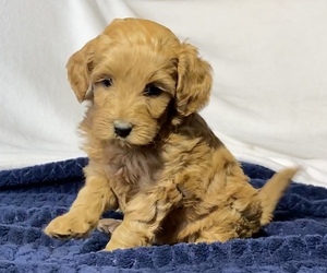 Double Doodle Puppy for sale in DEER PARK, WA, USA