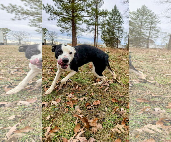 Medium Photo #8 Mutt Puppy For Sale in Rustburg, VA, USA