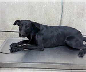 Labrador Retriever-Unknown Mix Dogs for adoption in Riverside, CA, USA
