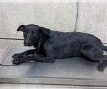 Small Labrador Retriever Mix