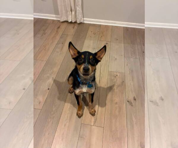Medium Photo #3 Mutt Puppy For Sale in The Woodlands, TX, USA