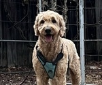 Small Photo #1 Goldendoodle Puppy For Sale in WEST SACRAMENTO, CA, USA