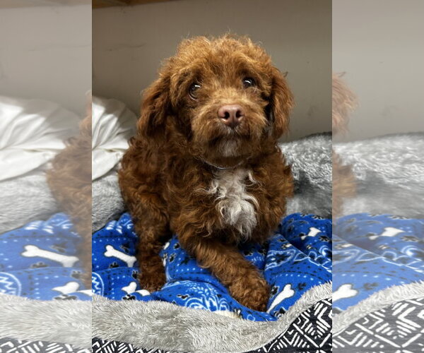 Medium Photo #1 Maltese Puppy For Sale in Pacolet, SC, USA