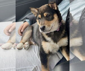 Shiba Inu Dogs for adoption in Dumont, NJ, USA