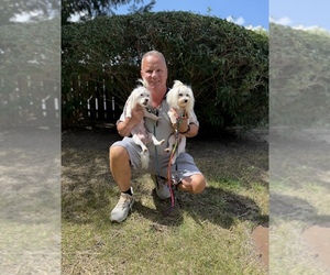 Father of the Maltese puppies born on 08/15/2025