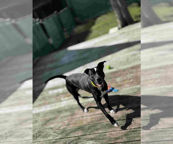 Medium Photo #12 Mutt Puppy For Sale in Abbeville, LA, USA