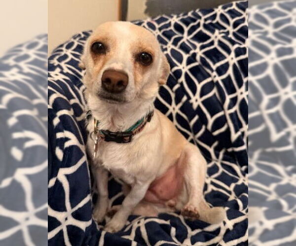 Medium Photo #2 Chihuahua-Unknown Mix Puppy For Sale in San Diego, CA, USA