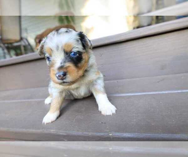 Medium Photo #4 Miniature Australian Shepherd Puppy For Sale in DAWSON, GA, USA