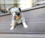 Small #2 Miniature Australian Shepherd