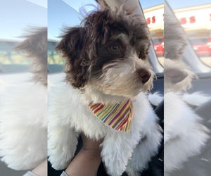 Havanese Puppy for sale in EAGLE CREEK, IN, USA