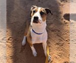 Small Photo #97 American Staffordshire Terrier Puppy For Sale in Kanab, UT, USA