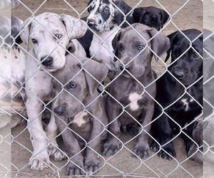Great Dane Puppy for sale in NASHVILLE, NC, USA