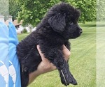 Small #2 Newfoundland