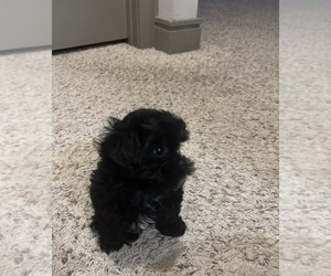 ShihPoo Puppy for sale in DURHAM, NC, USA