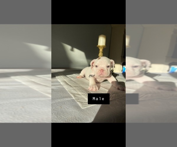 Medium Photo #3 English Bulldog Puppy For Sale in ATWATER, CA, USA