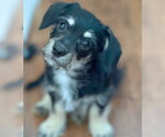 Small #1 Dachshund-Miniature Schnauzer Mix