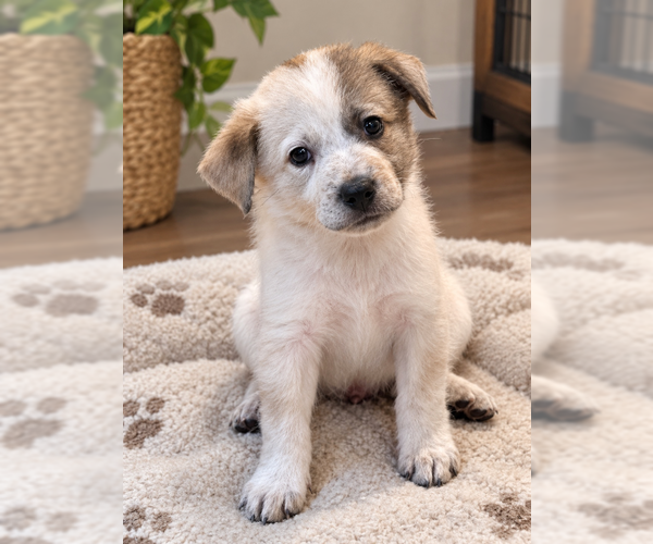 Medium Photo #1 Mutt Puppy For Sale in Menifee, CA, USA