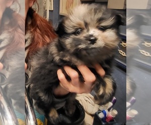 Pomeranian Puppy for sale in FAIRVIEW HEIGHTS, IL, USA