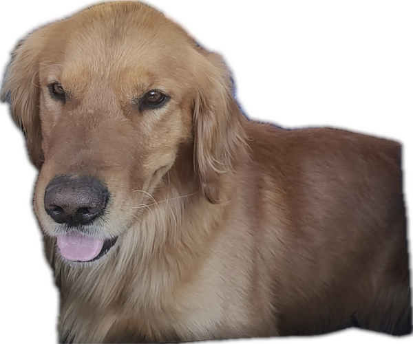 Medium Photo #1 Goldendoodle Puppy For Sale in MARICOPA, AZ, USA