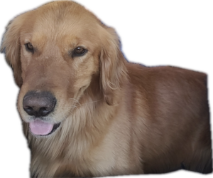 Father of the Goldendoodle puppies born on 04/23/2025