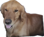 Small Photo #1 Goldendoodle Puppy For Sale in MARICOPA, AZ, USA