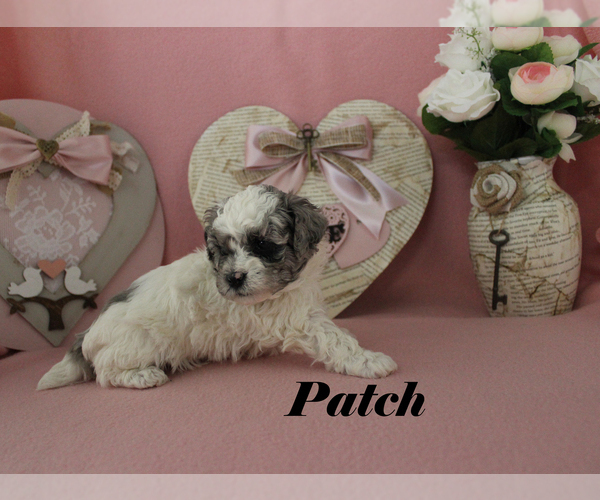 Medium Photo #11 Poodle (Toy) Puppy For Sale in CHANUTE, KS, USA