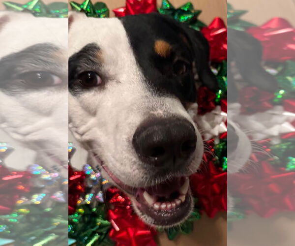 Medium Photo #2 Mutt Puppy For Sale in Germantown, OH, USA