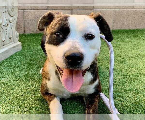 Medium Photo #1 Mutt Puppy For Sale in Moreno Valley, CA, USA