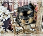 Small Photo #1 Yorkshire Terrier Puppy For Sale in CASSVILLE, MO, USA