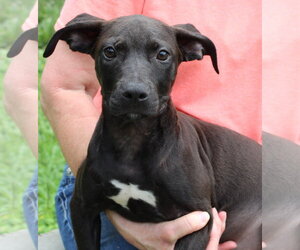 Mutt Dogs for adoption in Prattville, AL, USA