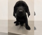 Small Labrador Retriever