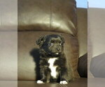 Small #31 Chihuahua