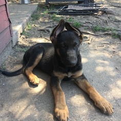 German Shepherd Dog Puppy for sale in EAST CHICAGO, IN, USA