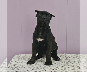 Cane Corso Puppy for sale in NASHVILLE, TN, USA