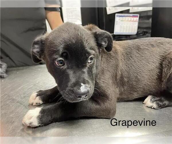 Medium Photo #1 German Wirehaired Pointer Puppy For Sale in Sugar Land, TX, USA