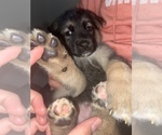 Small Photo #28 German Shepherd Dog-Siberian Husky Mix Puppy For Sale in LOS GATOS, CA, USA