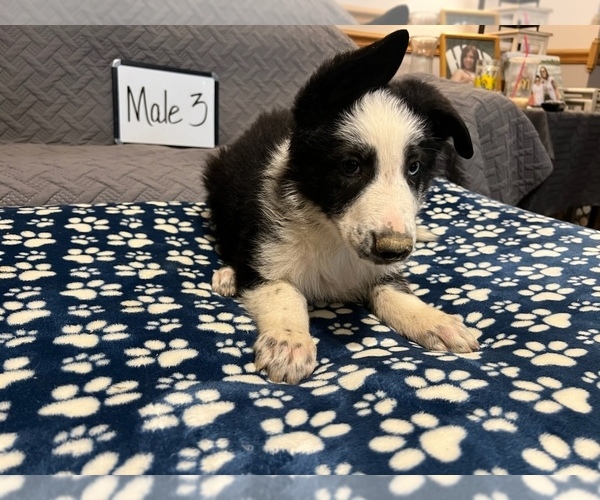 Medium Photo #12 German Shepherd Dog Puppy For Sale in LOGAN, OH, USA