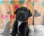 Small Photo #1 Labrador Retriever-Unknown Mix Puppy For Sale in FRAMINGHAM, MA, USA