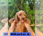 Small #19 Goldendoodle (Miniature)