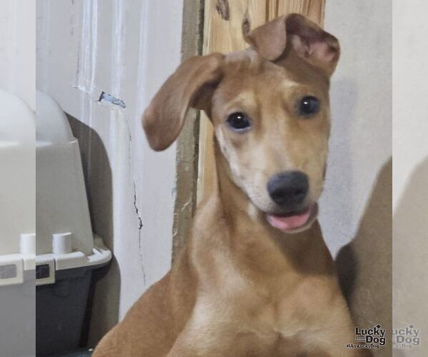 Medium Photo #2 Labrador Retriever-Unknown Mix Puppy For Sale in Washington, DC, USA