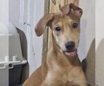 Small #1 Labrador Retriever Mix
