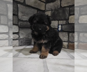 German Shepherd Dog Puppy for sale in MARION, IL, USA