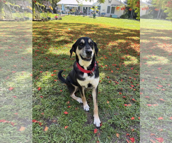 Medium Photo #1 Rottweiler-Siberian Husky Mix Puppy For Sale in west Palm Beach, FL, USA