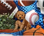 Small Photo #1 Poodle (Toy) Puppy For Sale in KIRKWOOD, PA, USA